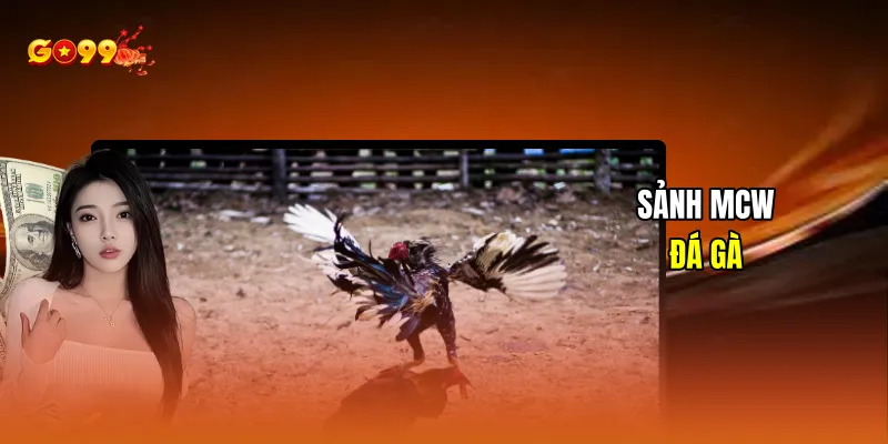 Mcw đá gà